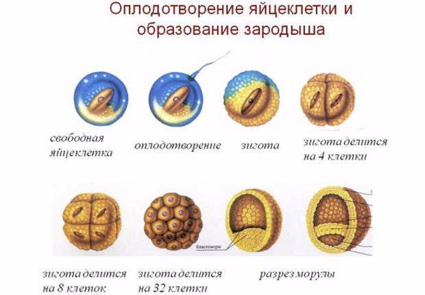 Когда происходит зачатие после полового акта, сопровождается ли оплодотворение симптомами?