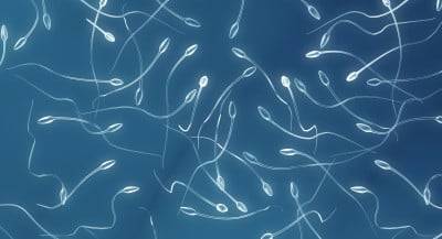 Эритроциты, лецитиновые зерна и клетки эпителия в спермограмме: что это означает?