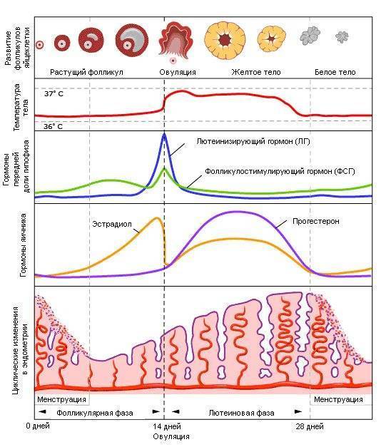 Как задержать месячные на несколько дней: какие таблетки могут их отсрочить?