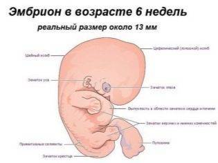 4 неделя беременности от зачатия: что происходит с малышом и мамой, каковы ощущения женщины?