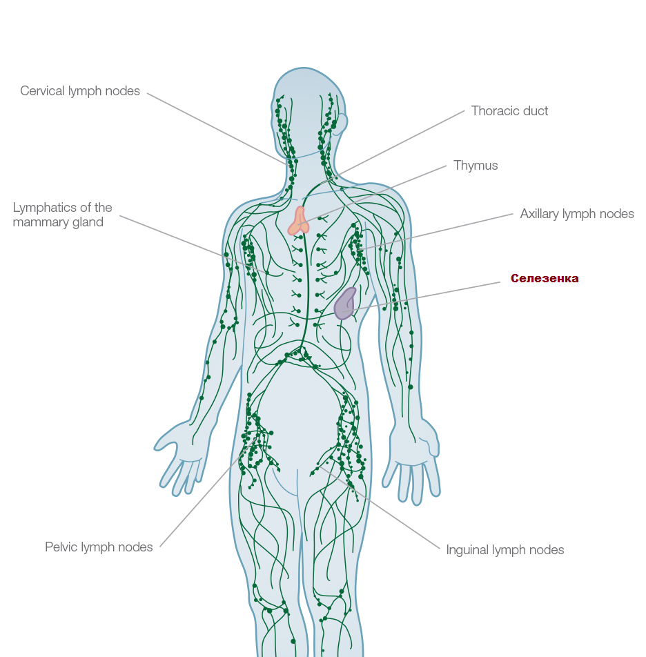 УЗИ селезенки детей: размеры органа в норме, причины отклонений в разном возрасте