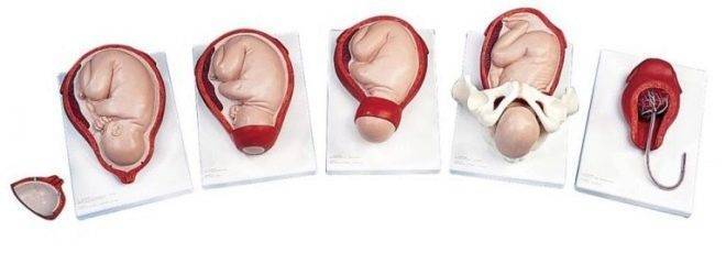 Четвертая беременность: особенности ее течения, как проходят роды