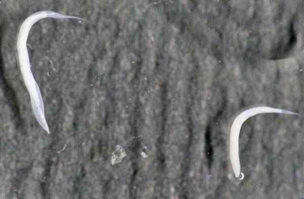 Пирантел суспензия: инструкция по применению для детей, дозировка, аналоги