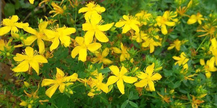 Средства для увлажнения кожи ребенка - лечение атопического дерматита народной медициной