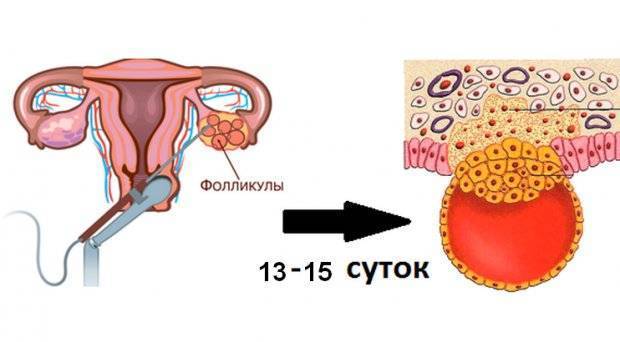 Как вести себя после криопереноса 5-дневных эмбрионов, какими будут ощущения?