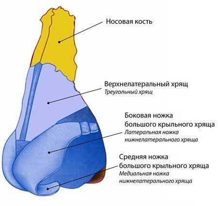 Перелом носа у ребенка: симптомы и признаки с фото, способы определения травмы