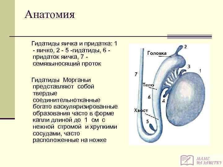 Перекрут гидатиды яичка у детей: симптомы, причины появления у мальчиков, последствия после операции
