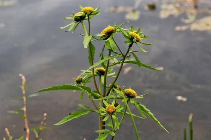 Череда для купания новорожденных: как заварить, как купать ребенка?