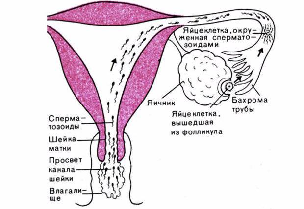 Когда происходит зачатие после полового акта, сопровождается ли оплодотворение симптомами?